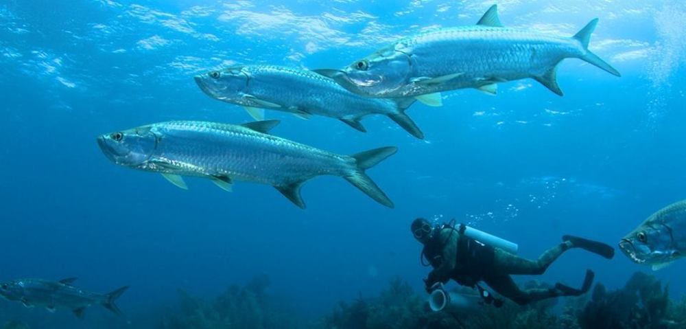 Isla Marisol Resort エクステリア 写真